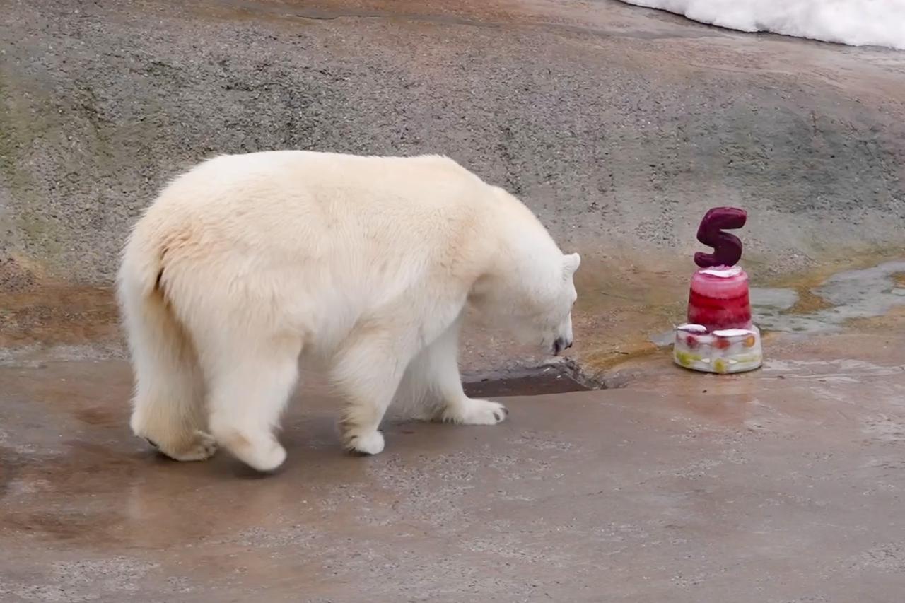 Белая медведица из Московского зоопарка отметила юбилей ледяным тортом