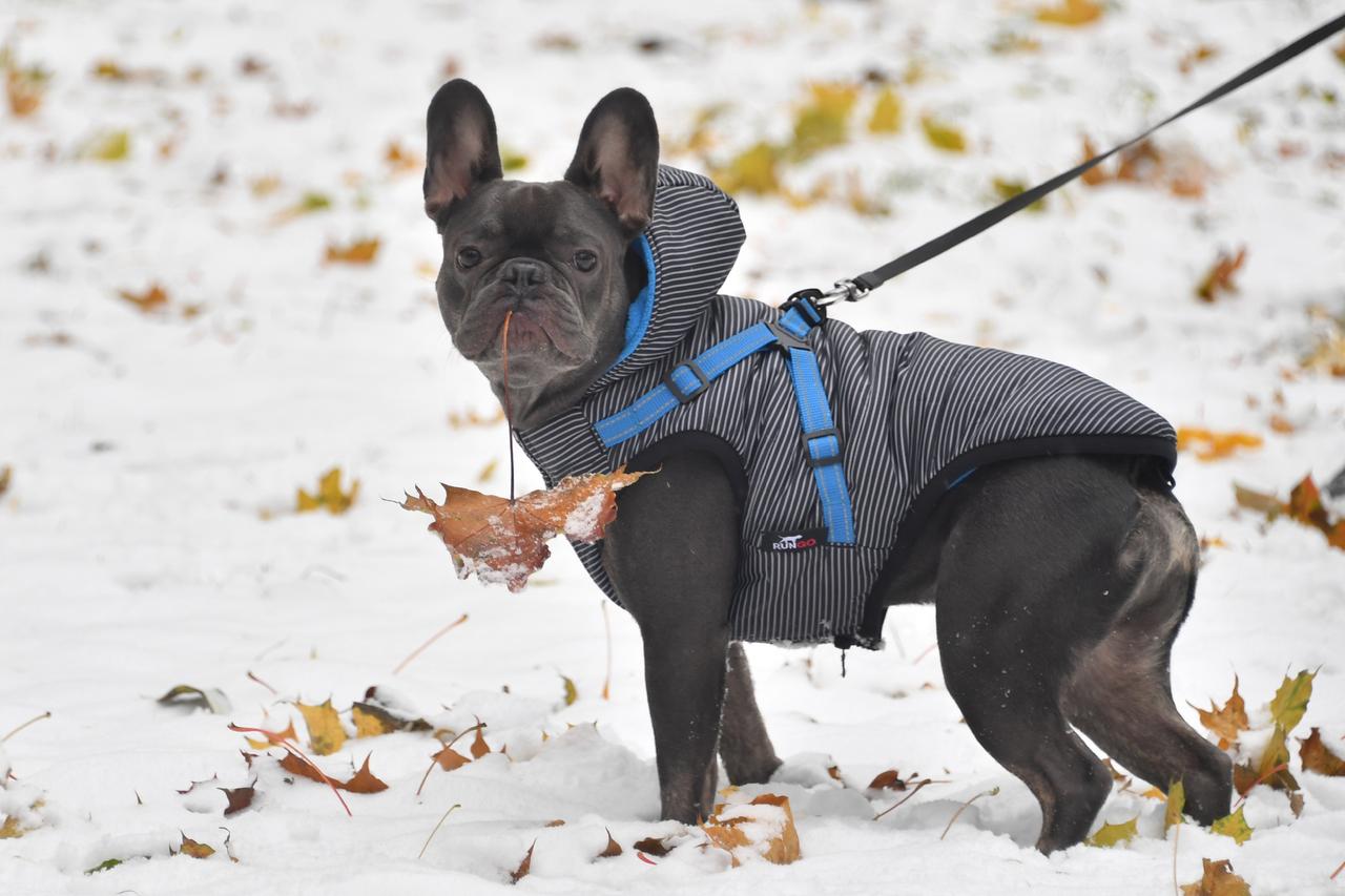 Догхантеры снова активизировались в Москве