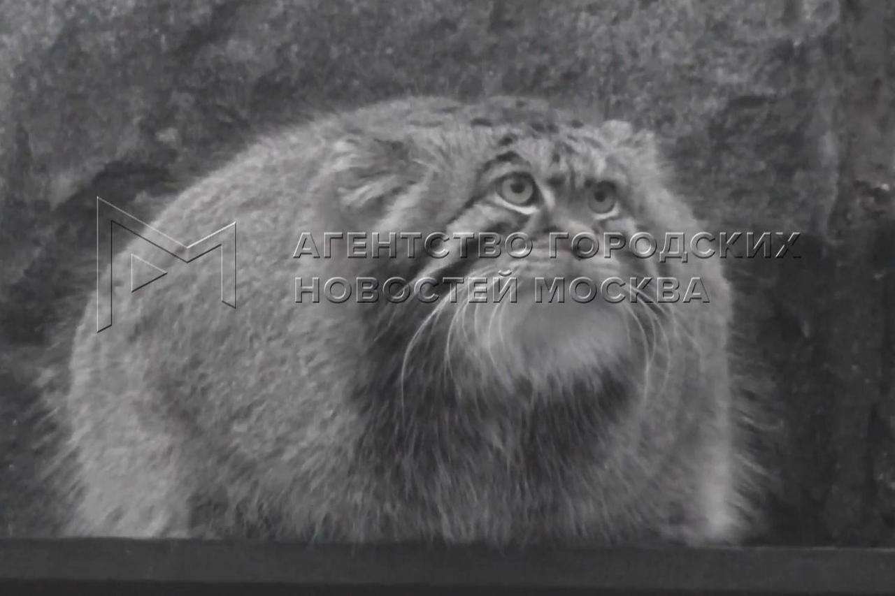 Манул Тимофей завершил зажировку