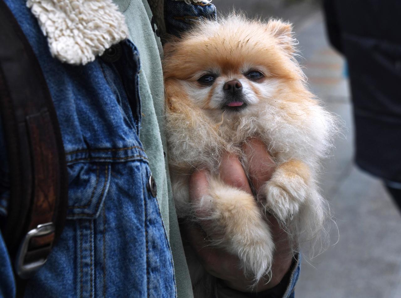 Шпиц умер в московской клинике под смех и глумление врачей