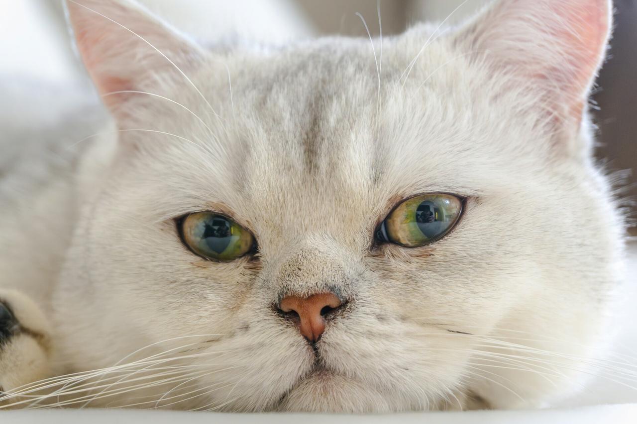 В Москве спасли упавшую с 29-го этажа беременную кошку