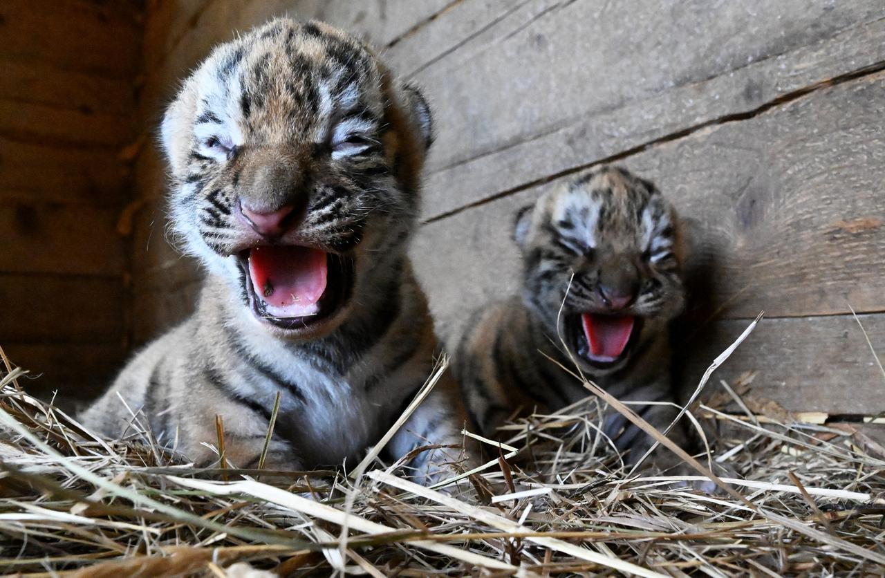 В Московском зоопарке родились амурские тигрята