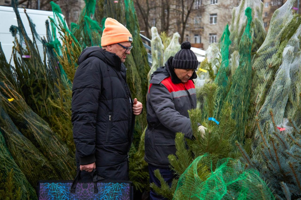 Почти 180 елочных базаров откроется в Подмосковье в преддверии Нового года