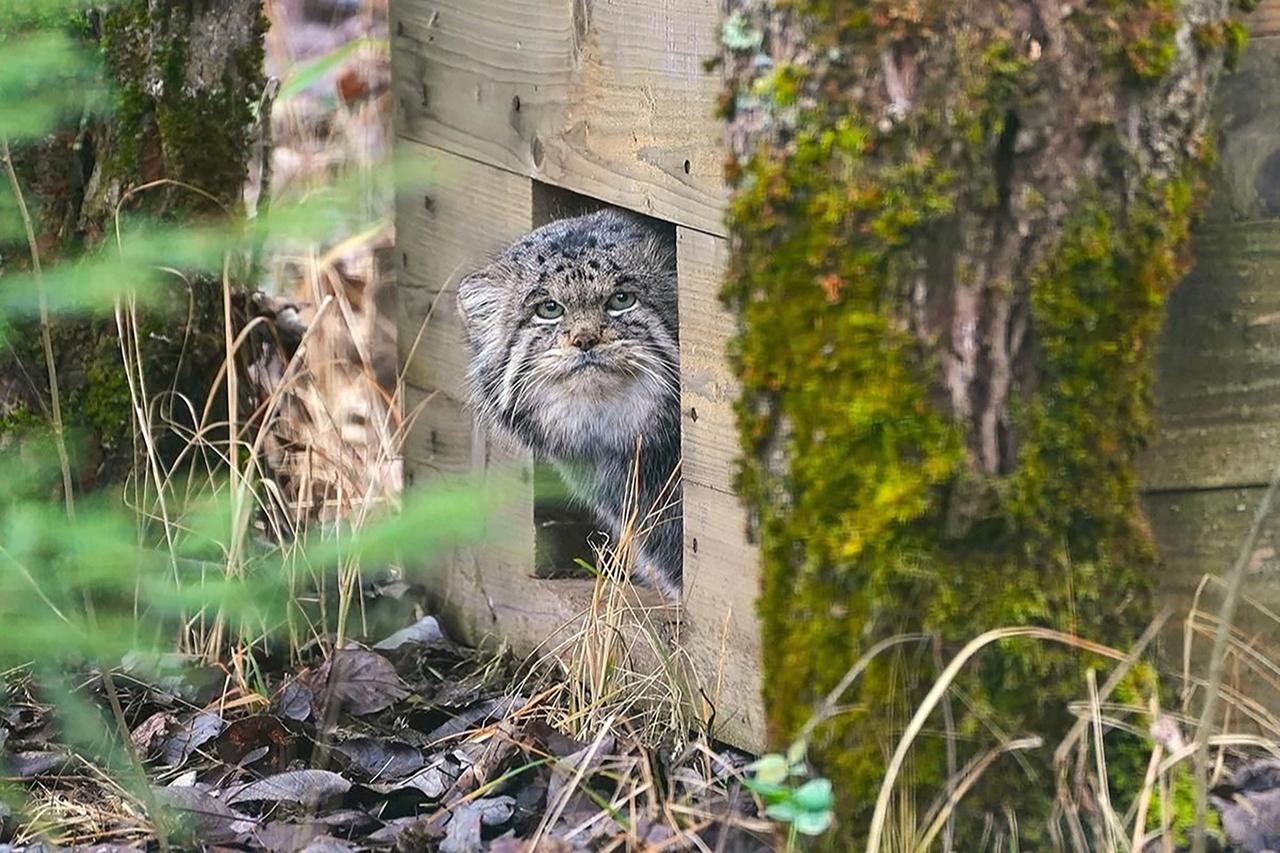Манул Бабник из Московского зоопарка завершил зажировку