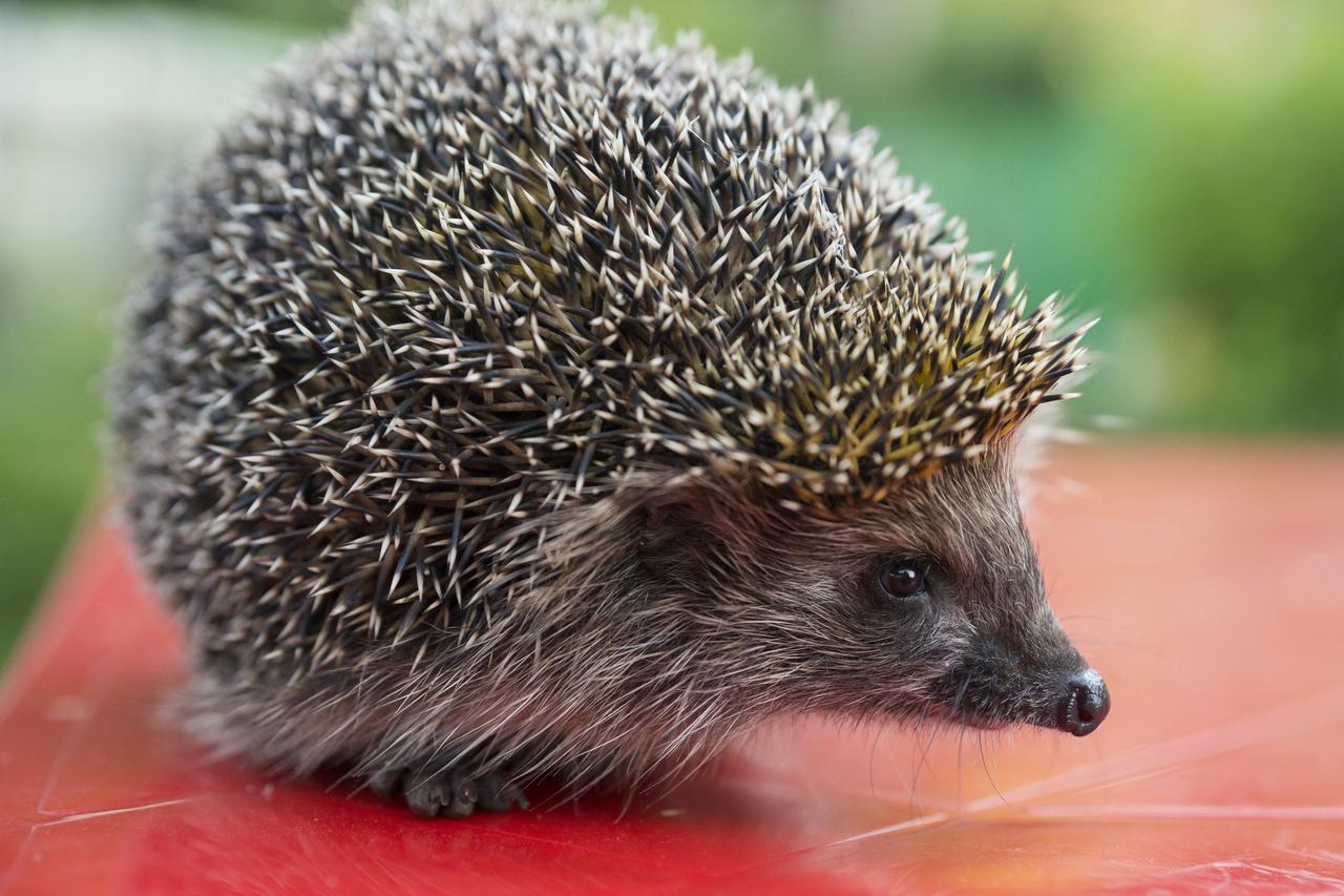 Не уснувшие из-за аномального тепла ежи заполонили подмосковные помойки