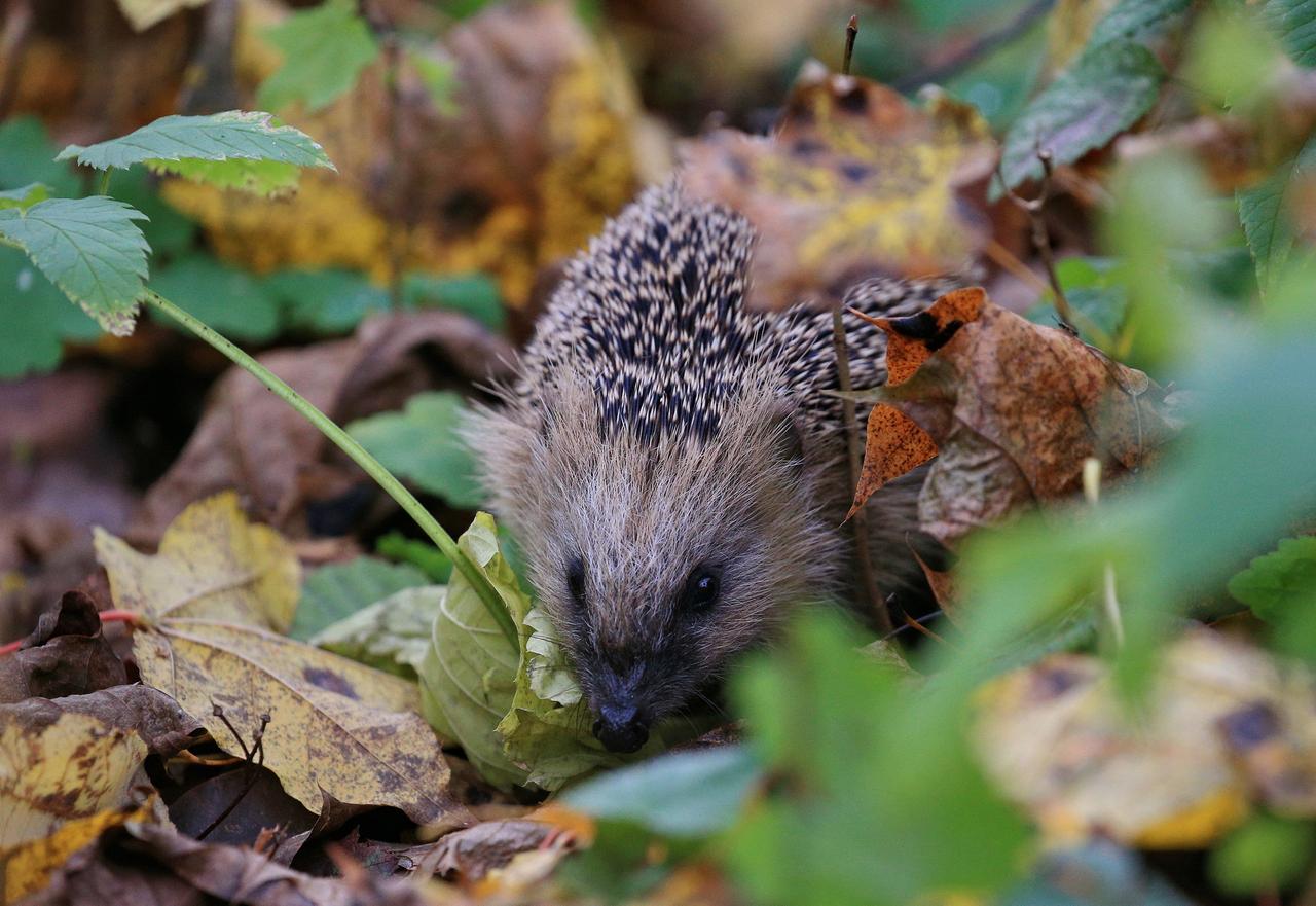 Биолог объяснил неожиданное пробуждение московских ежей