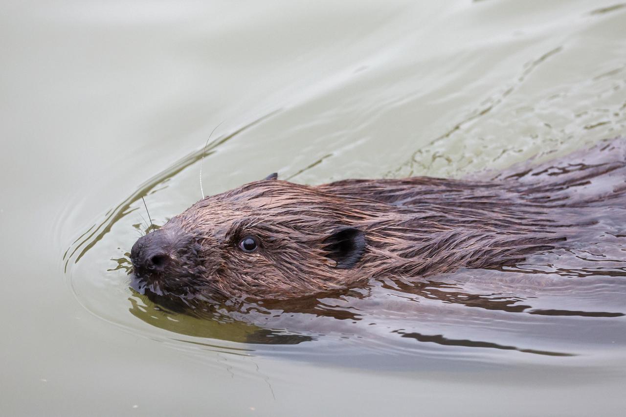 На западе Москвы вступили в борьбу с бобрами