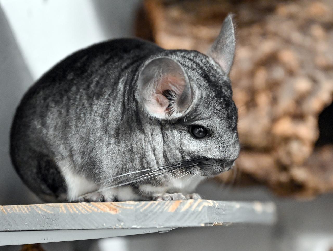 Суд в Москве запретил объявления о продаже шиншилл