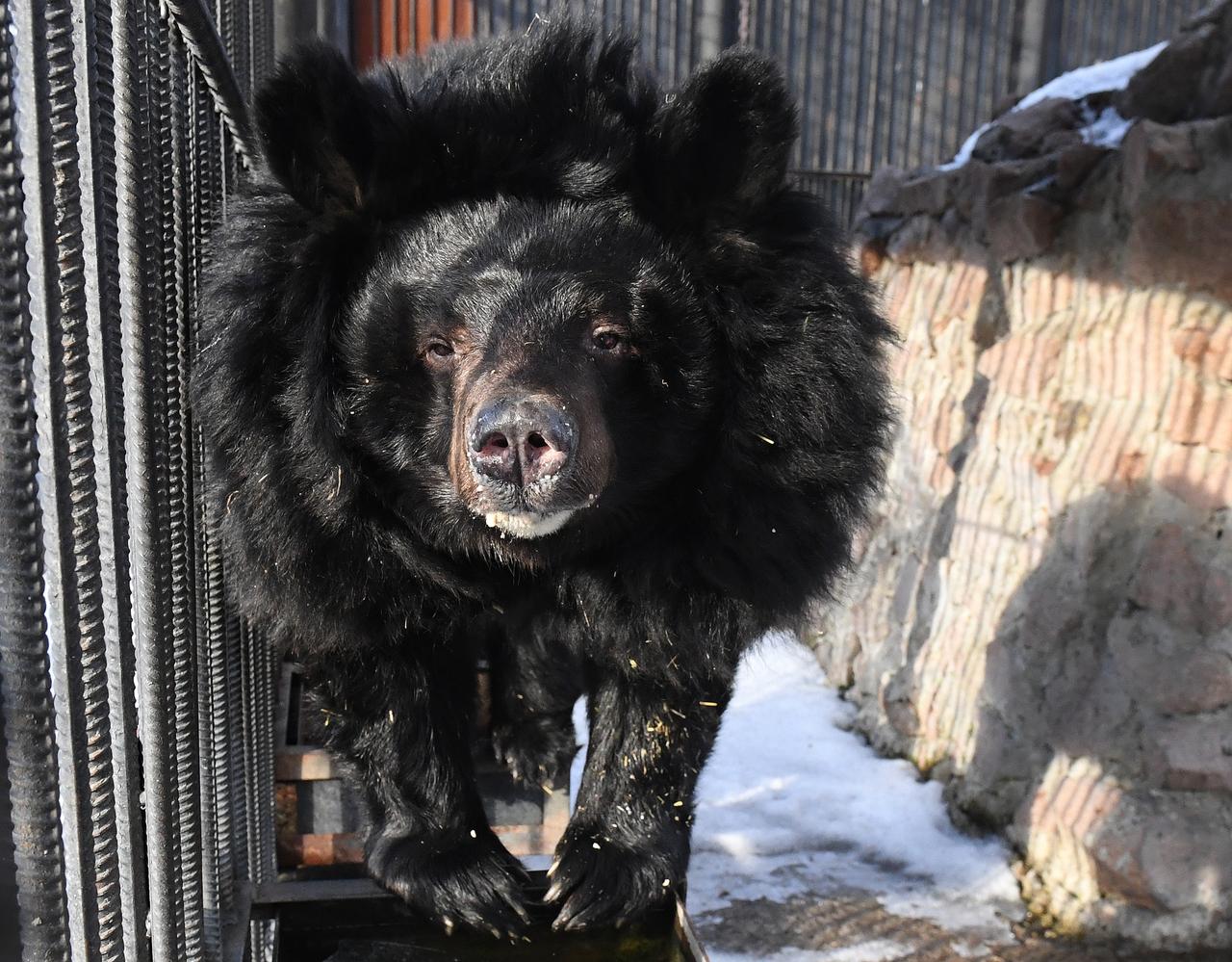 Гималайский медведь Вася из Московского зоопарка впервые впал в спячку