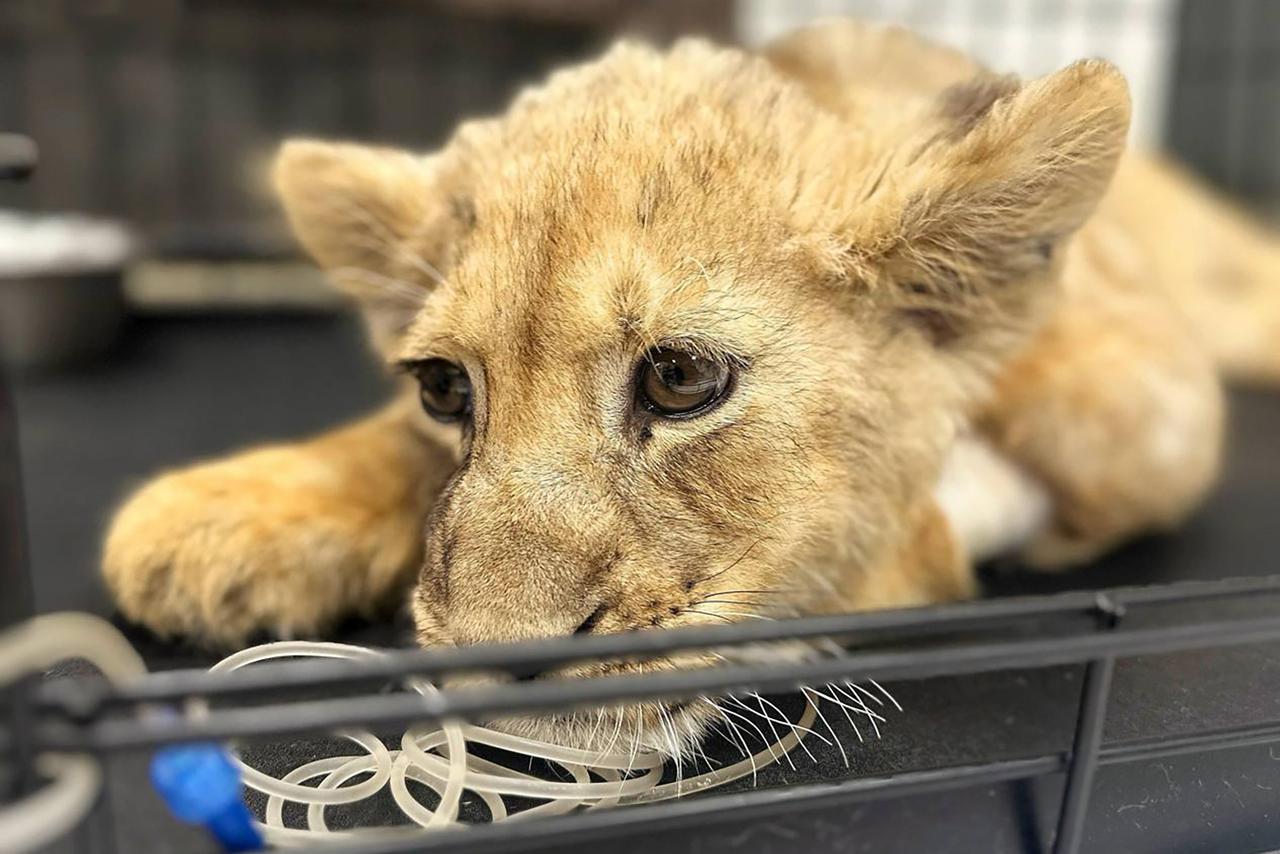 Искалеченного львенка изъяли у блогера в «Москва-Сити»