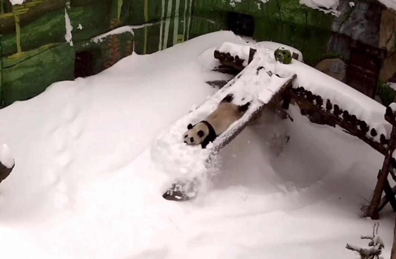 Панда Катюша из Московского зоопарка показала мастер-класс по радости от снега
