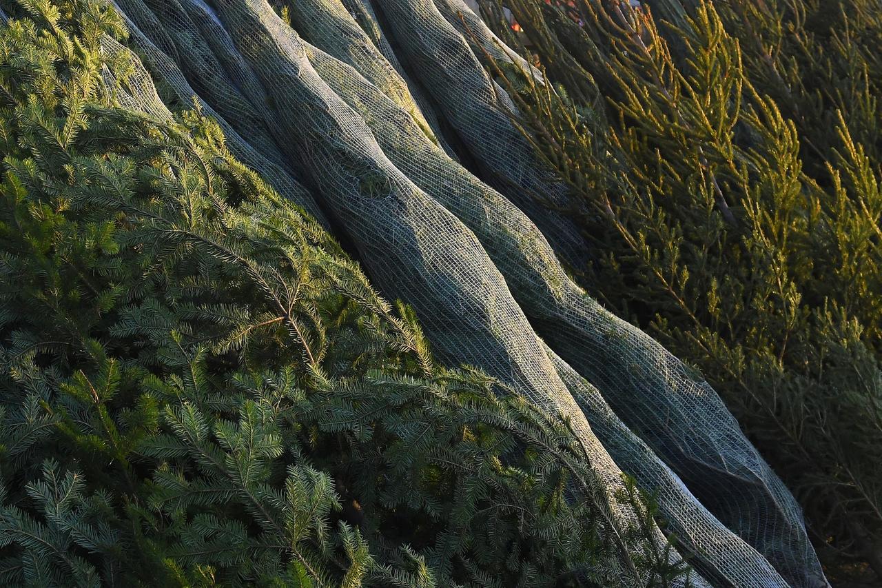 Москвичам раскрыли судьбу нераспроданных новогодних елок