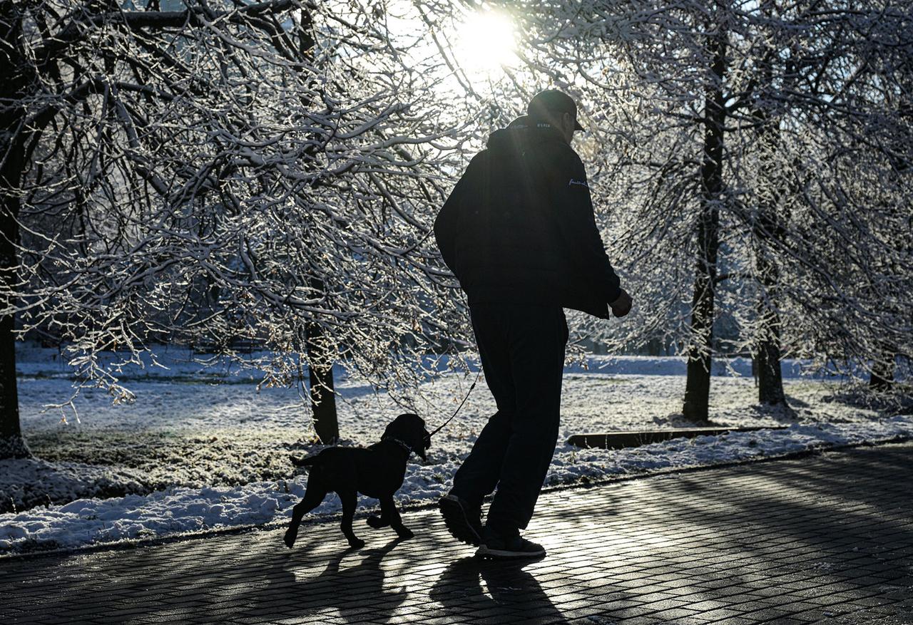 В Москве произошла массовая гибель домашних собак