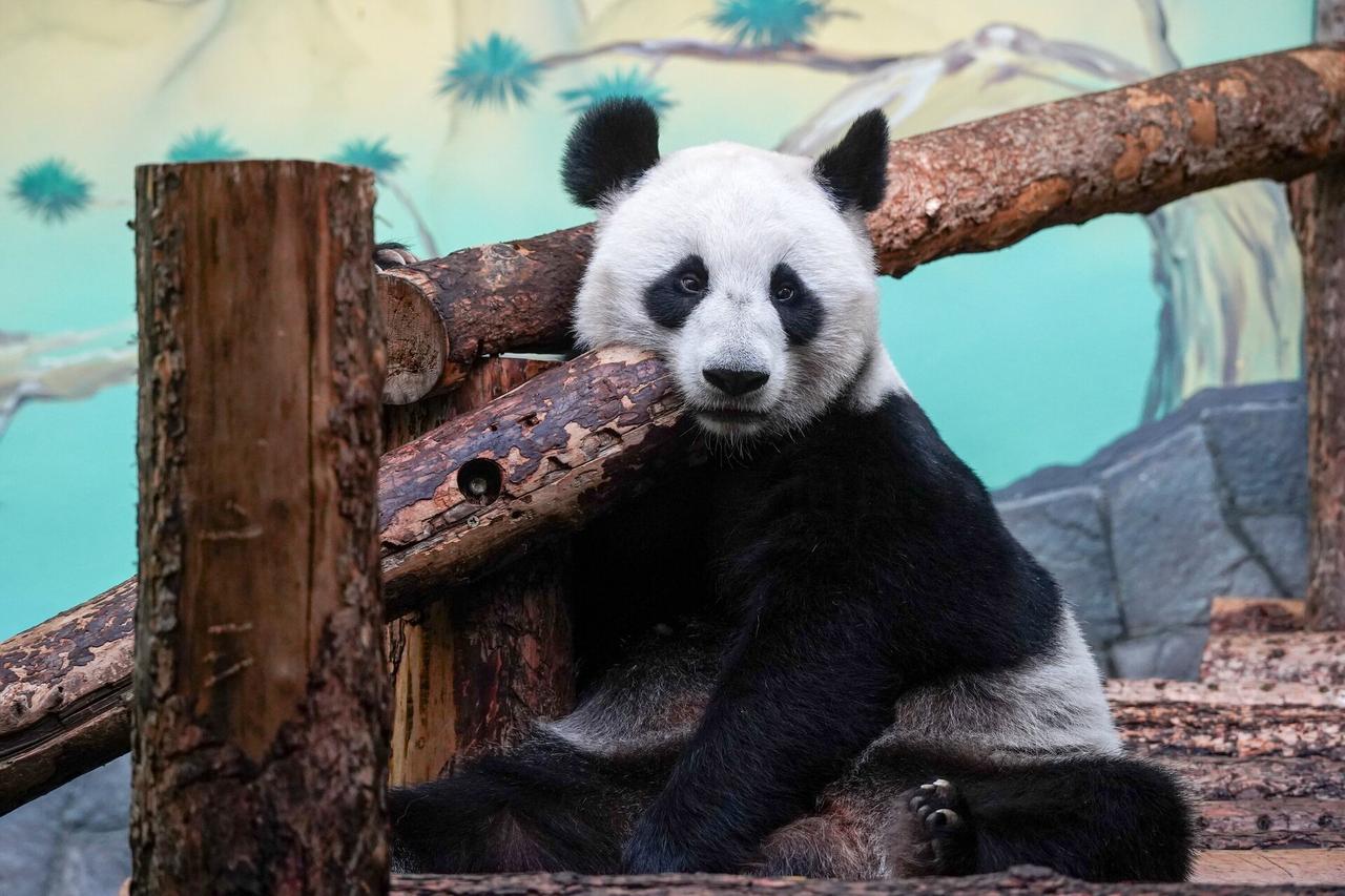 Панда Катюша из Московского зоопарка помедитировала на качелях