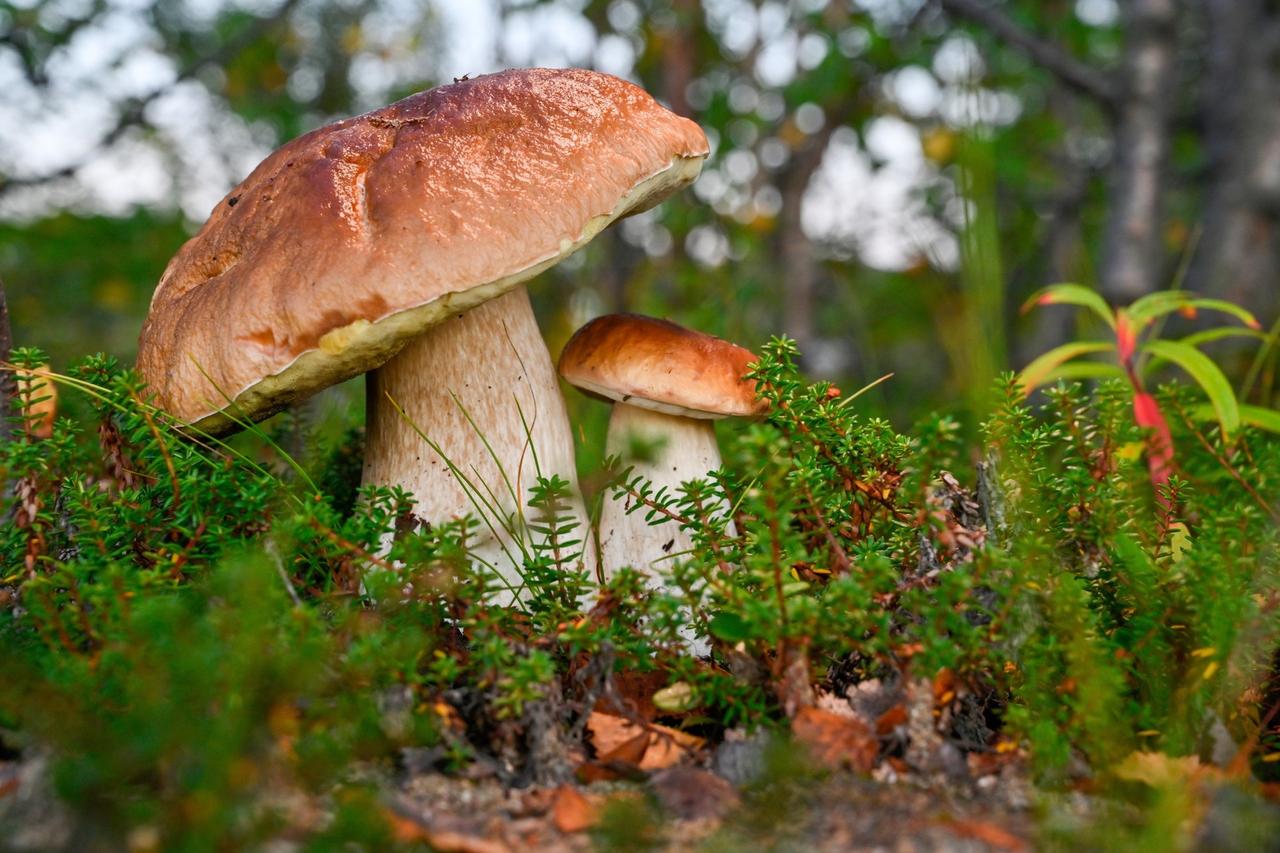 Жителям Подмосковья предсказали грибной бум из-за таяния снега