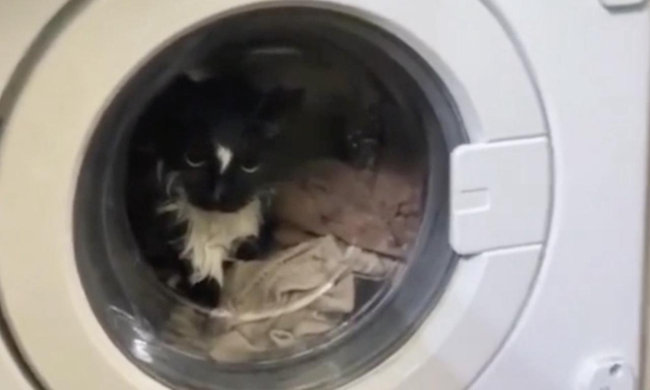 Постиранный москвичкой в стиральной машине кот попал на видео