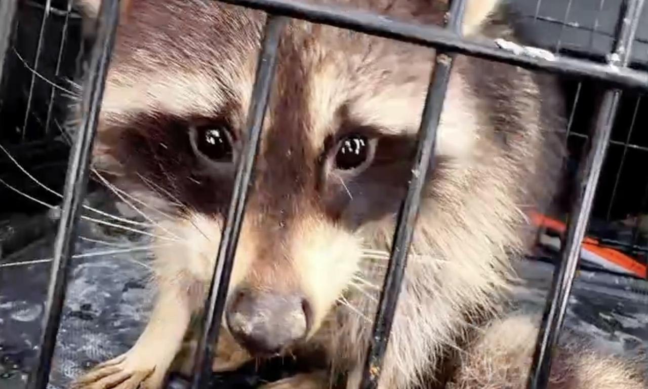 Выброшенный на улицу истощенный енот пришел просить помощи у жителей Подмосковья