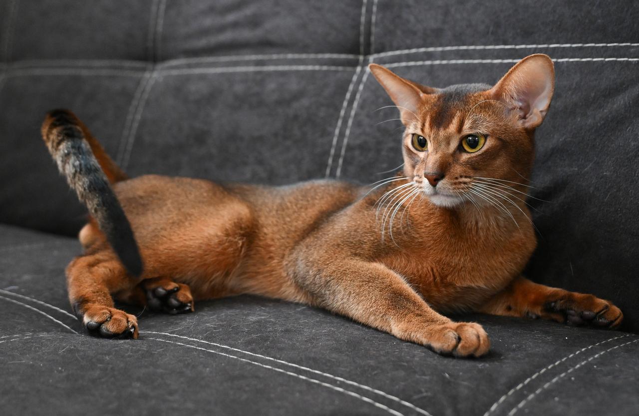 В Москве начали поиски невесты самому красивому коту в мире