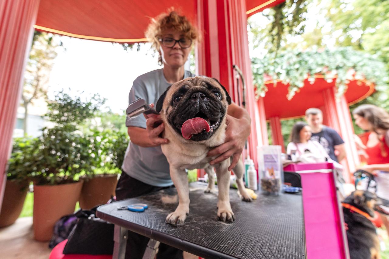 Москвичи в проекте «Активный гражданин» оценят сервис «Моспитомец»