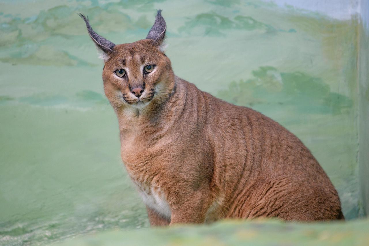 В Подмосковье при тушении пожара спасли десять кошек