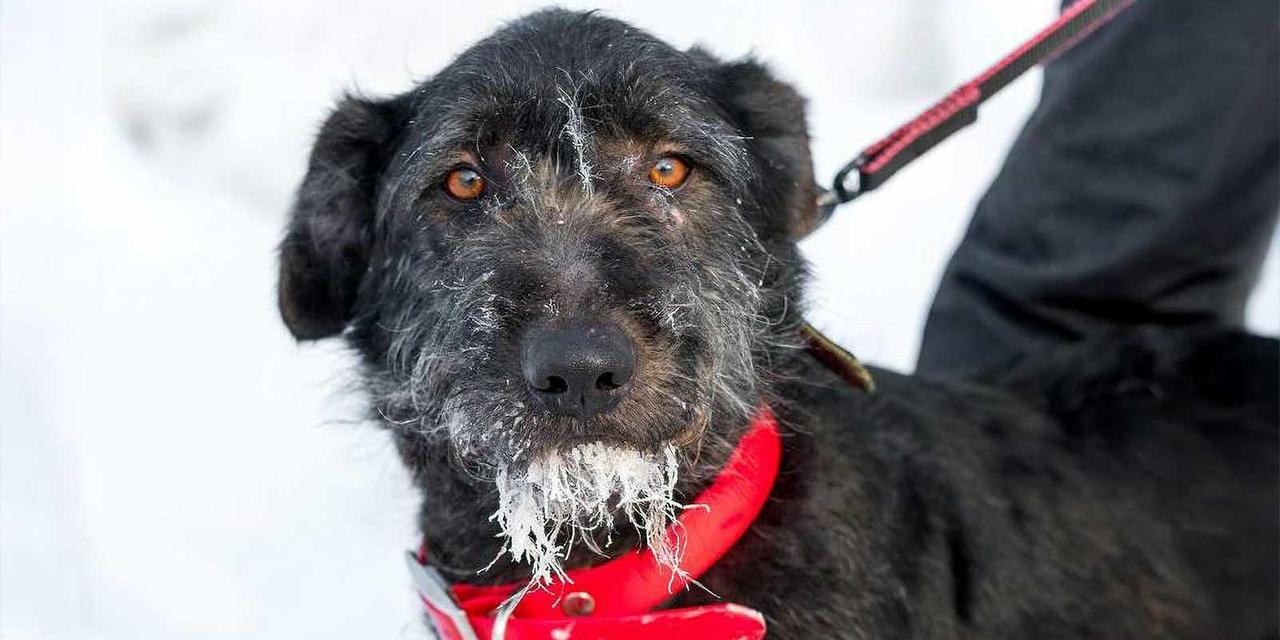 Юным москвичам предложили выбрать имена для собак из приюта