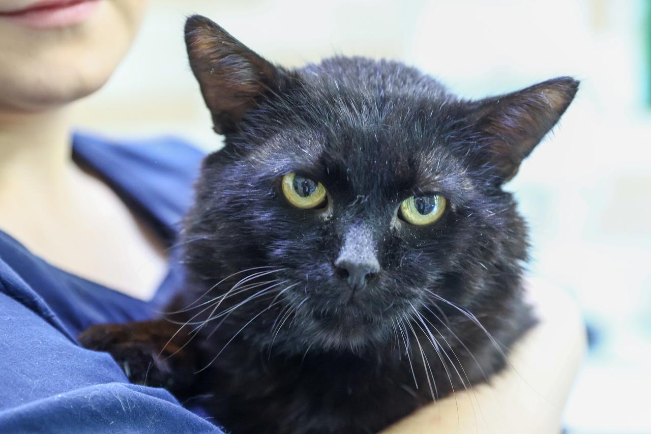 Названы самые редкие клички московских кошек