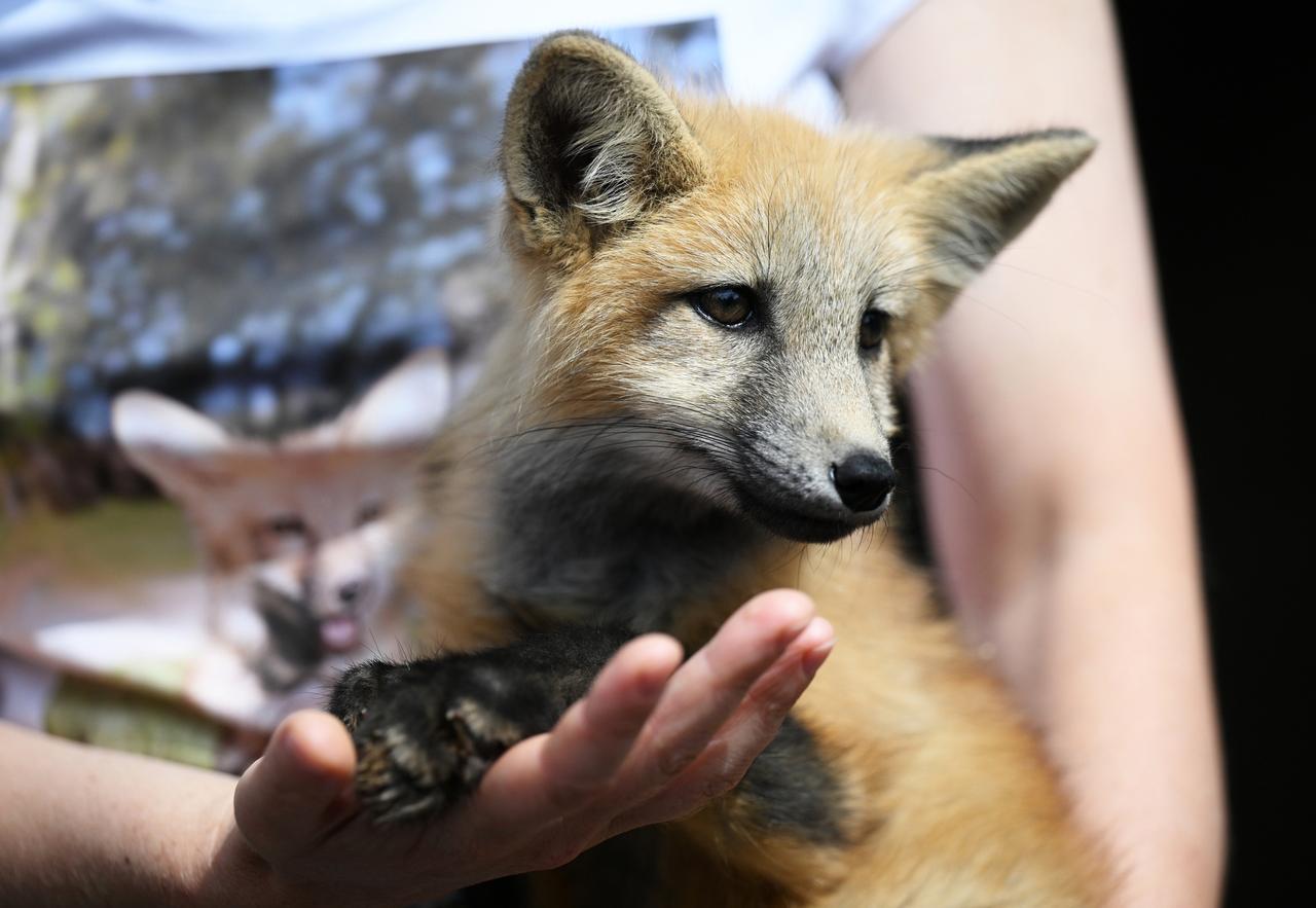 В московском магазине заметили женщину с необычным питомцем