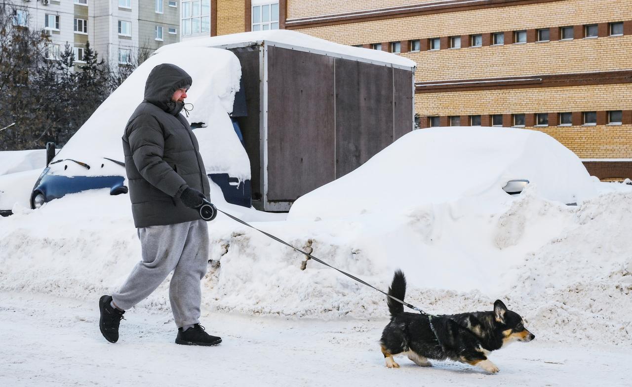 Кинолог перечислил основные правила адаптации собаки для жизни в городе