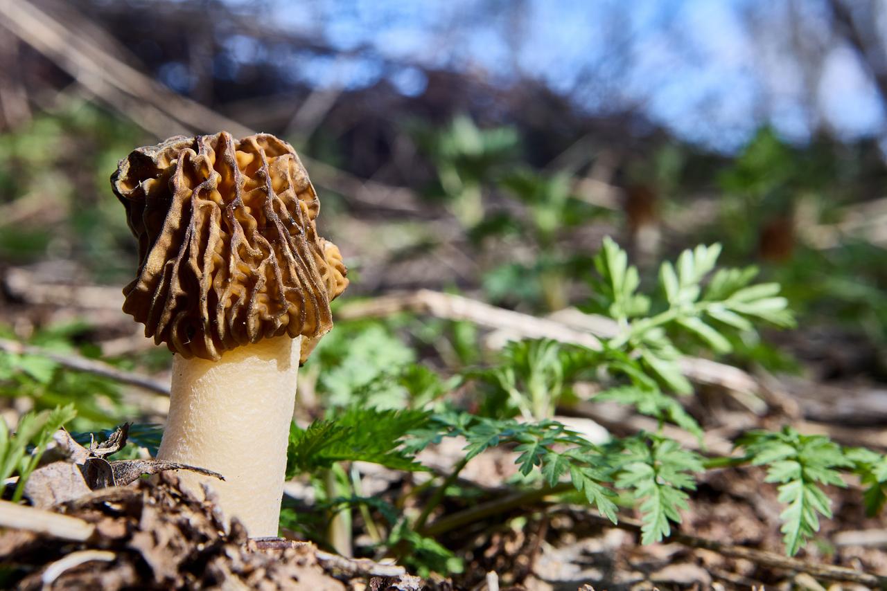 Москвичам рассказали о сроках появления первых съедобных грибов