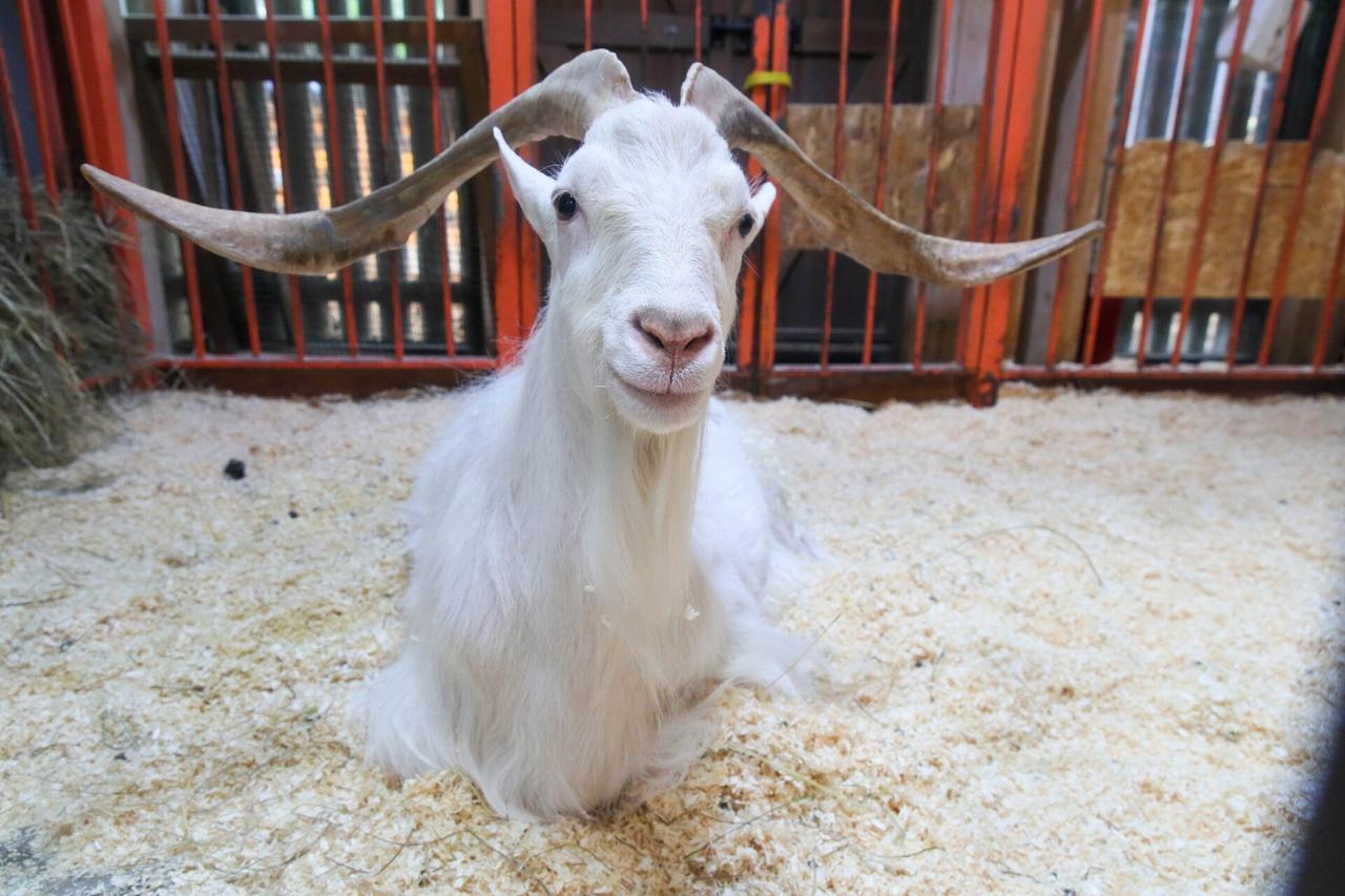 Иванам разрешат бесплатно посмотреть на козла