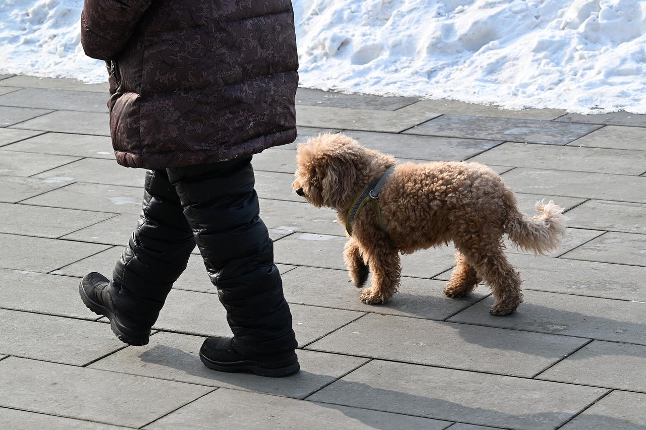 Москвичей предупредили о штрафах за выгул собак