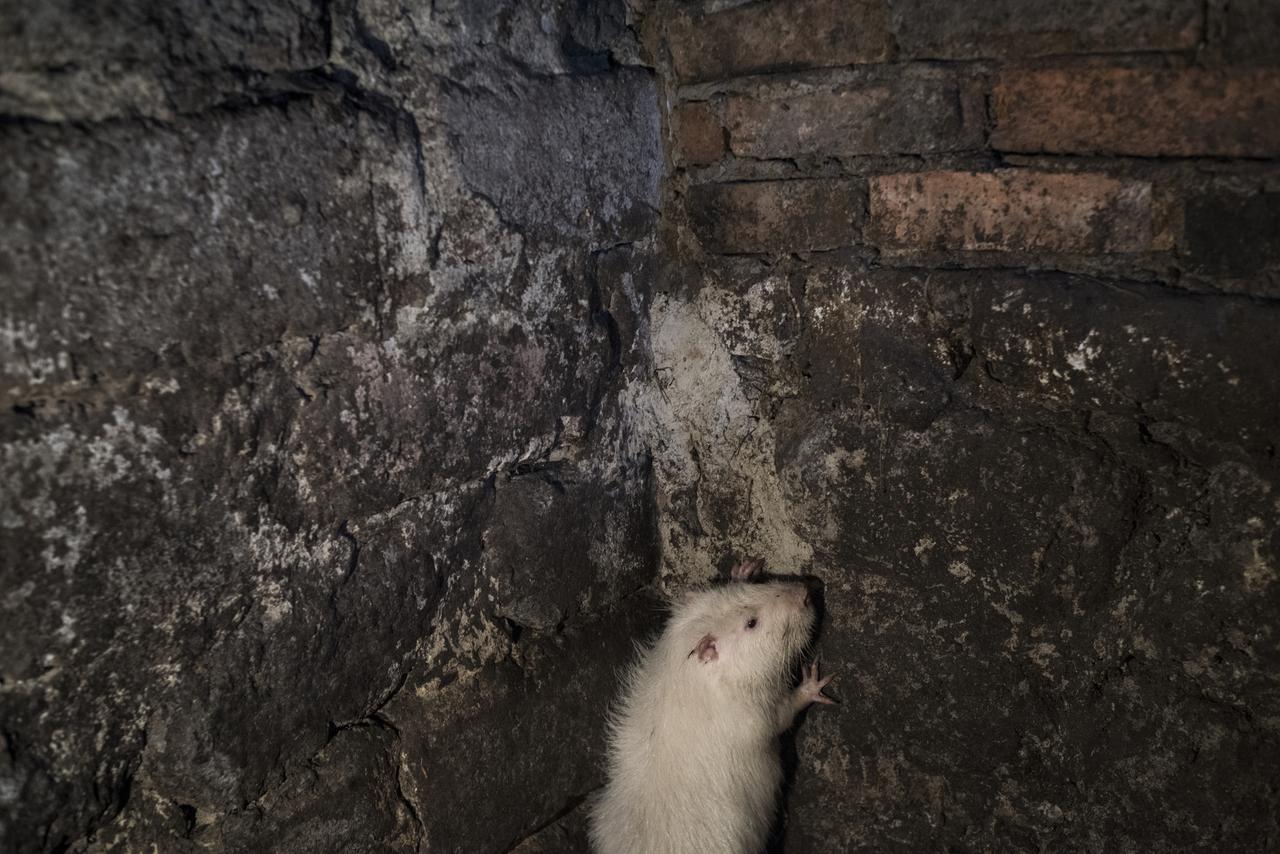 Пожаловавшимся на крыс москвичам посоветовали самостоятельно решать проблему