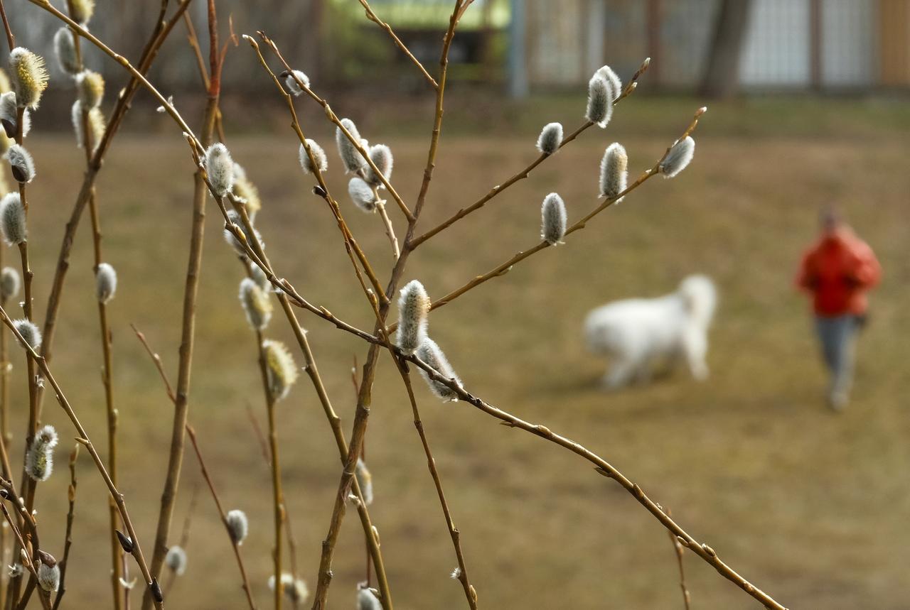 В Подмосковье аномально рано зацвела верба