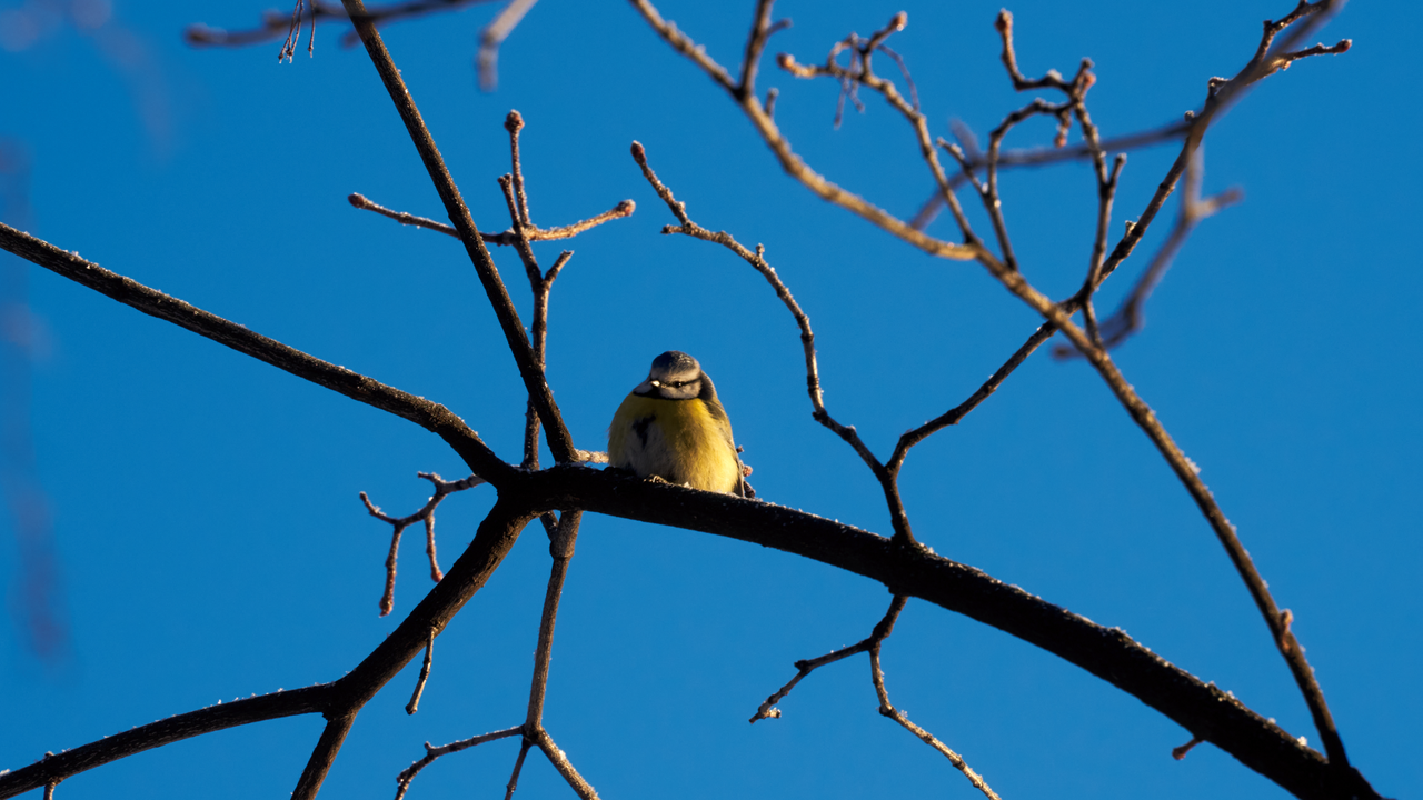 Синоптики «обрадовали» москвичей информацией о заморозках
