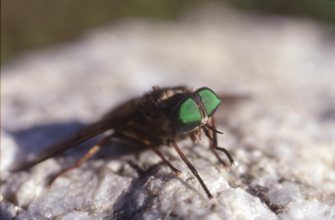 Кровожадные слепни стали просыпаться раньше обычного в России