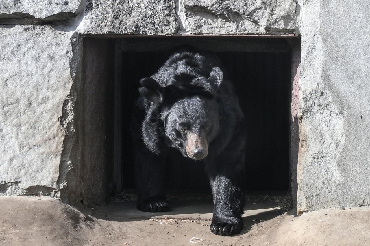 Гималайский медведь Вася