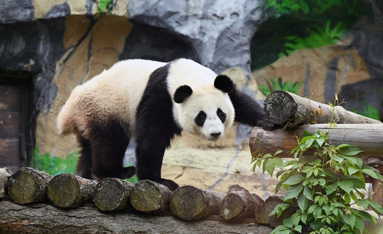 Панда Катюша оказалась с характером