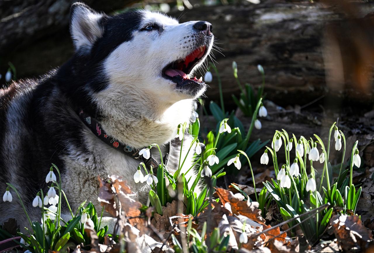 Москвичам дали важные рекомендации по уходу за питомцами весной