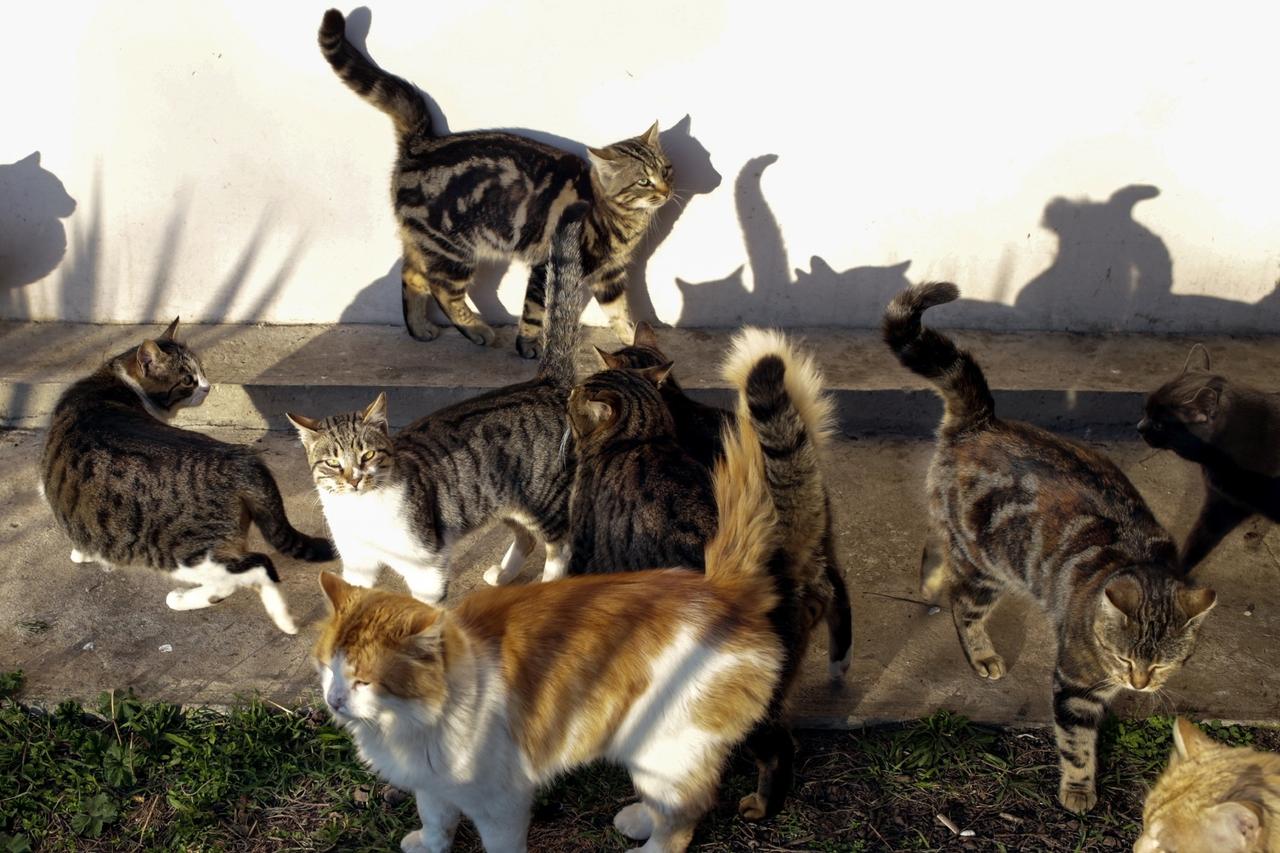 Отсутствие «мартовского пения» котов в Москве объяснили