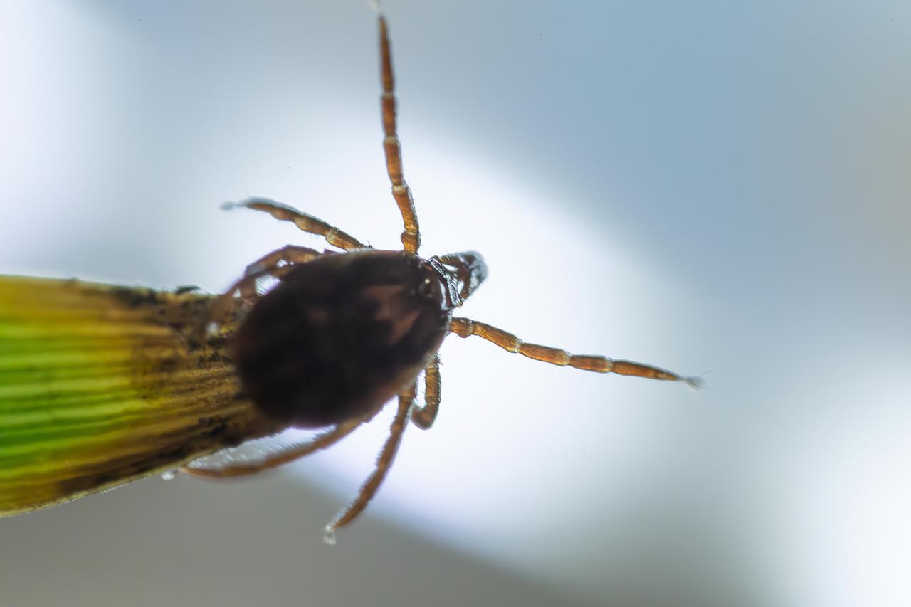 Первый случай укуса клеща зарегистрировали в Подмосковье