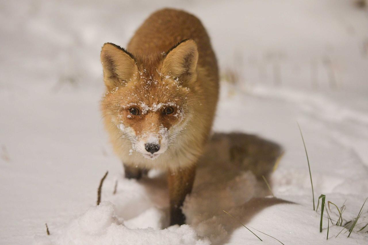В Москве увеличились случаи выхода хищных животных в город