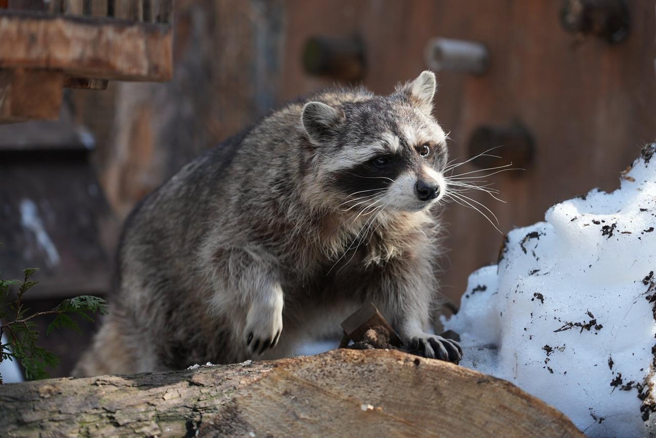 В Московском зоопарке проснулись еноты-полоскуны