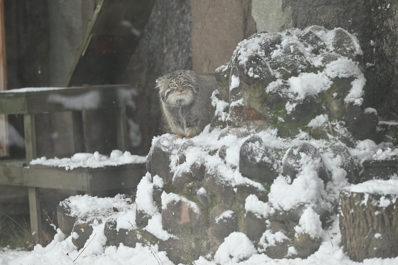 Манул Тимофей из Московского зоопарка во второй раз остался без невесты