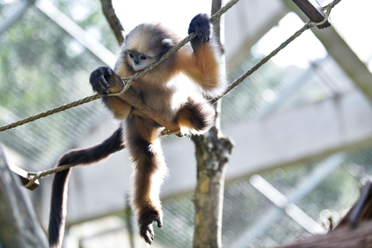 Редкие животные из Китая поселятся в Московском зоопарке