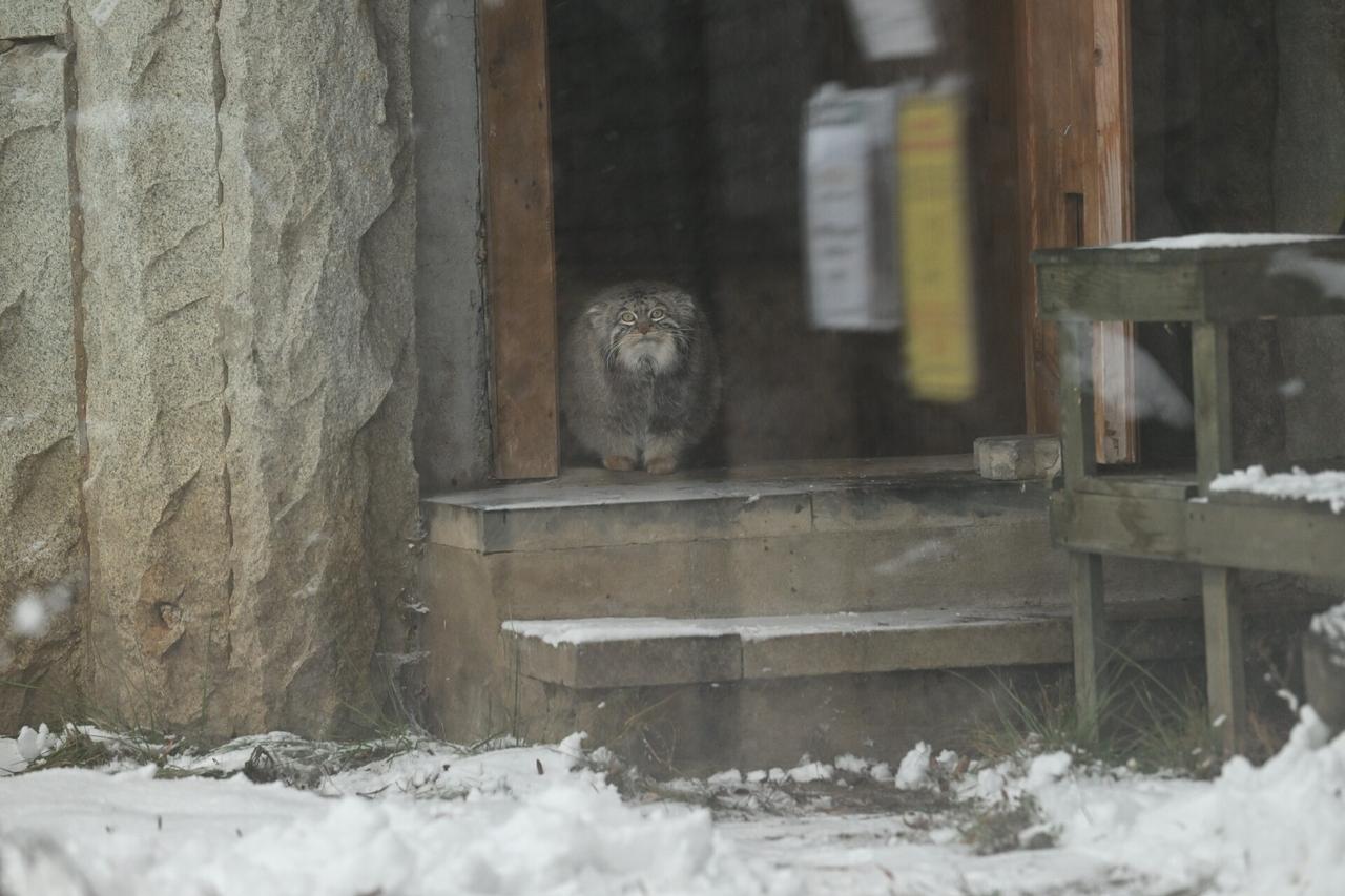Манул Тимофей начал разжировку к лету