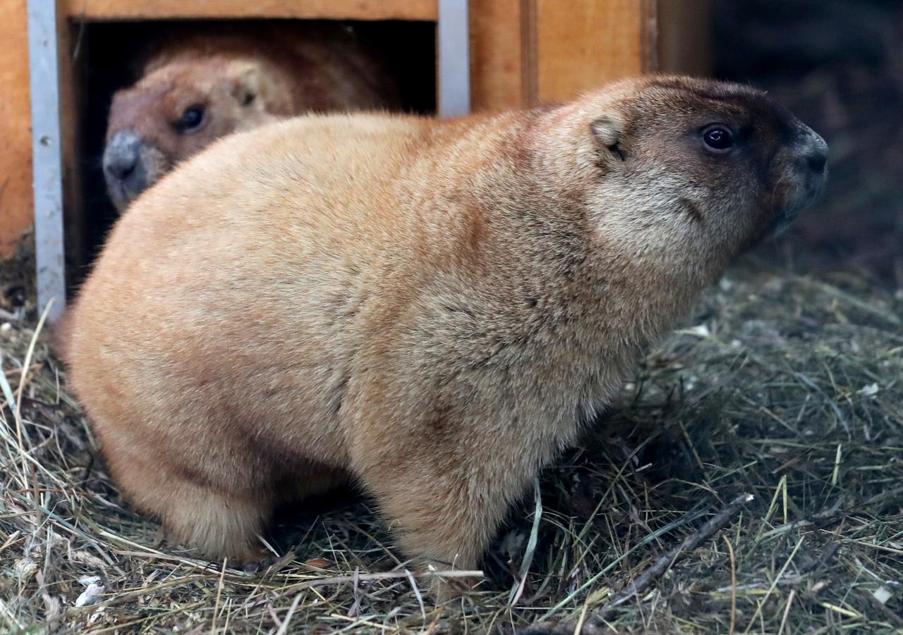 Первые обитатели Московского зоопарка вышли из спячки