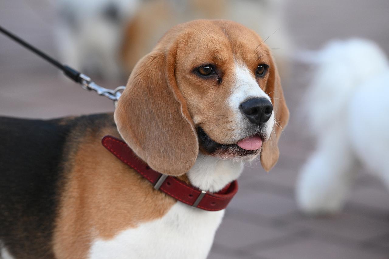 В Москве спасли съевшего наполнитель для кошачьего туалета бигля