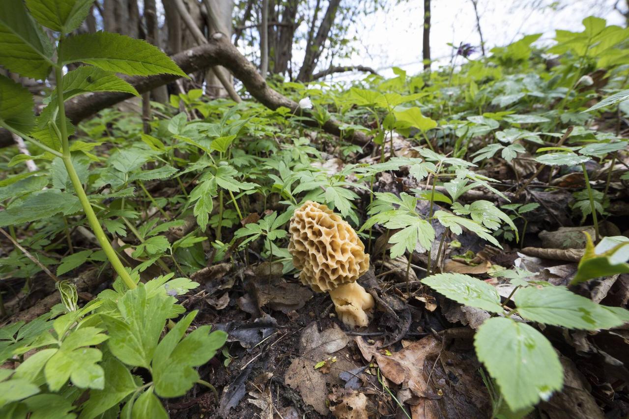 Москвичам подсказали места поисков безопасного для еды гриба