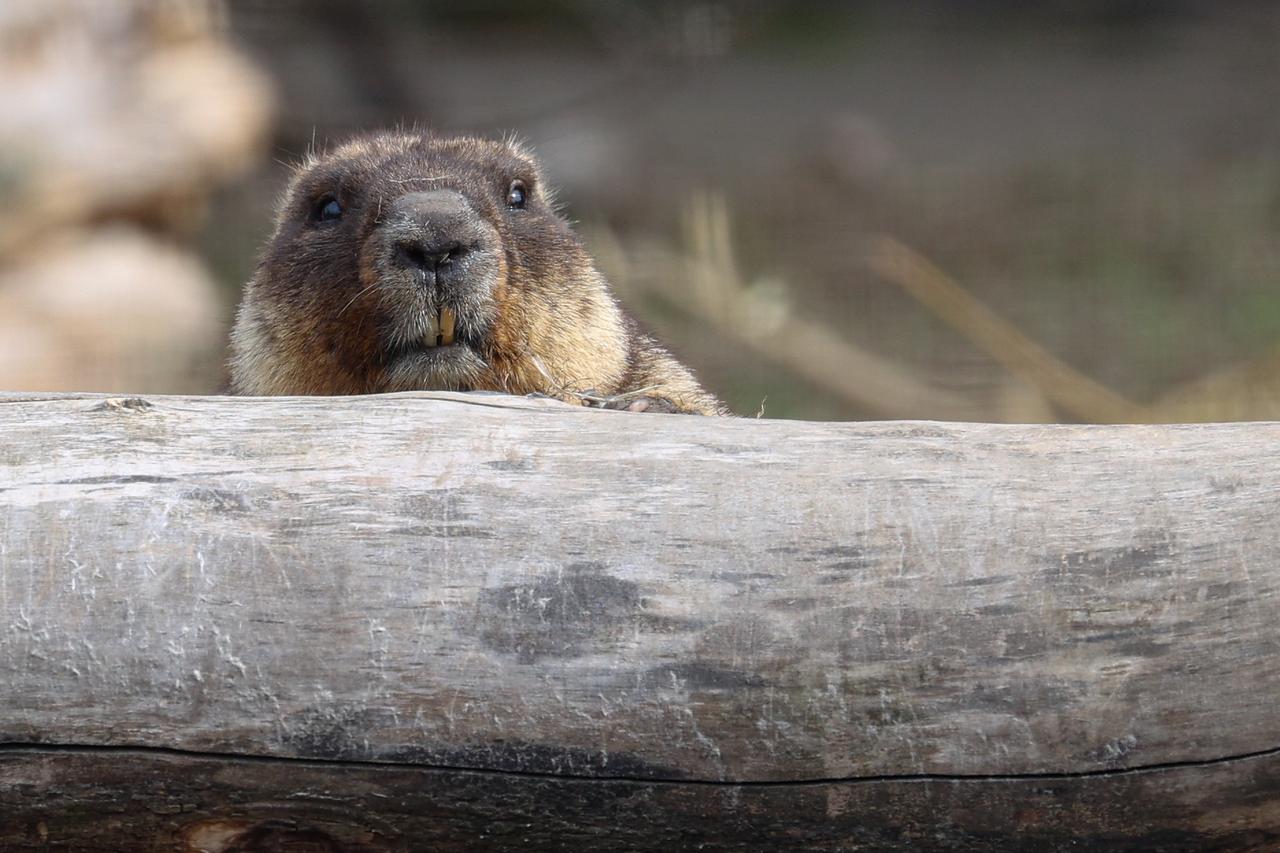 В Московском зоопарке проснулись сурки