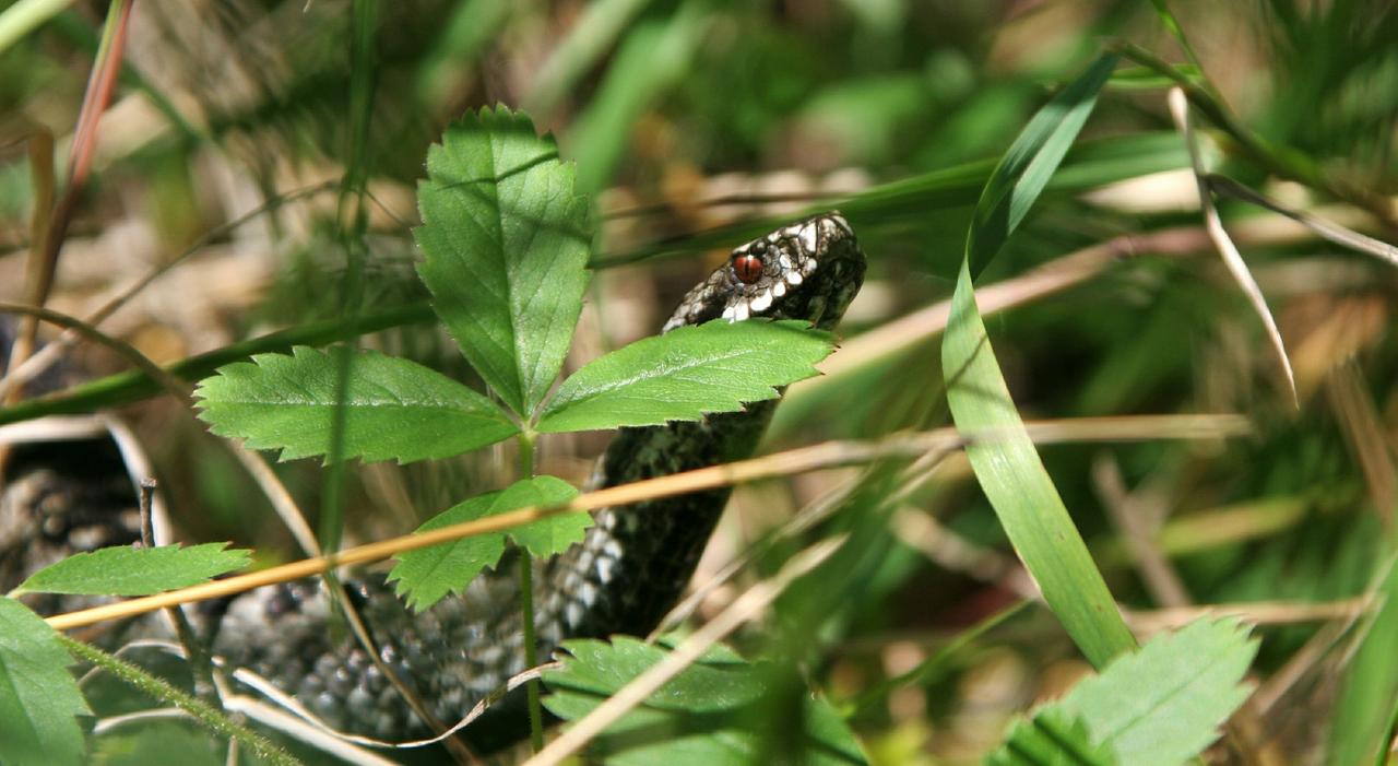 Жителей Подмосковья предупредили о пробудившихся гадюках